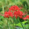 朱の花