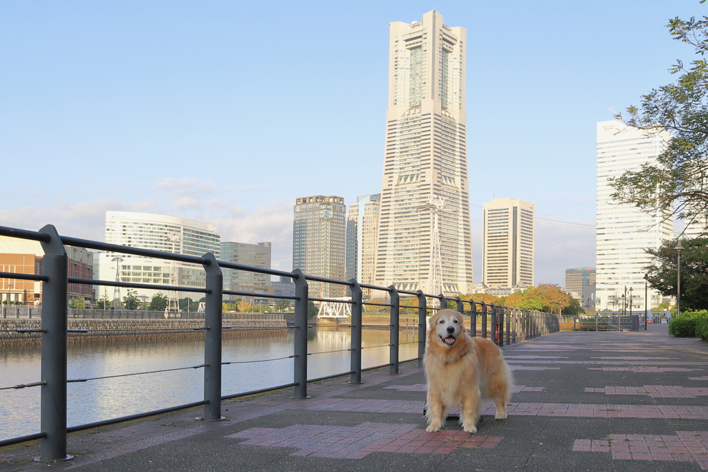 相棒と海辺散歩