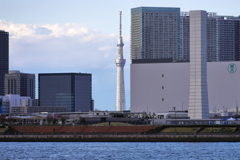 台場公園から