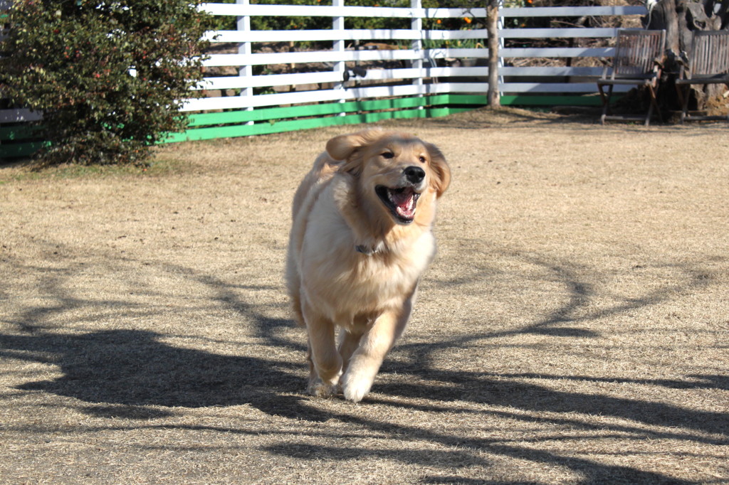 我が家の愛犬１０カ月