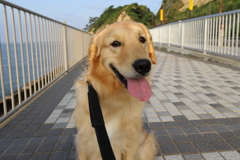 相棒になりました