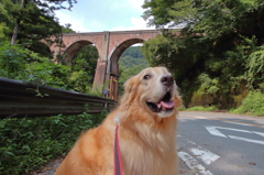 我が家の愛犬（碓氷峠・めがね橋）