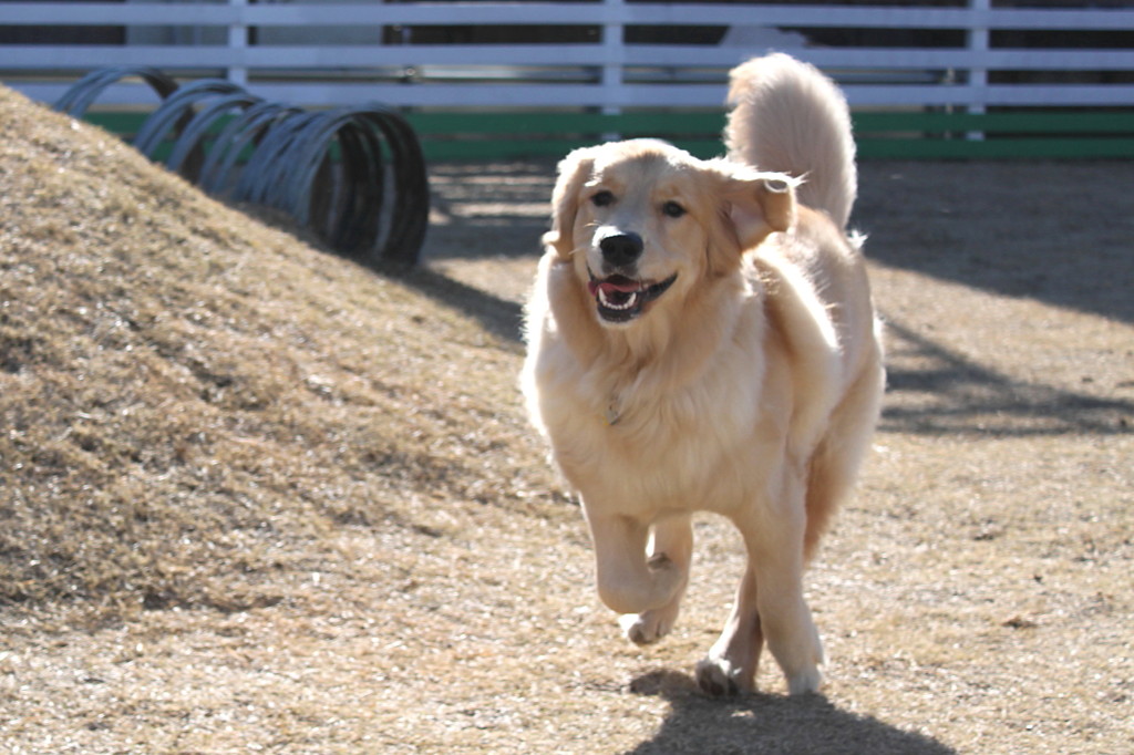 我が家の愛犬１０カ月