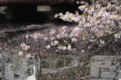 水辺のさくら