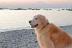 相棒と森戸の海へ