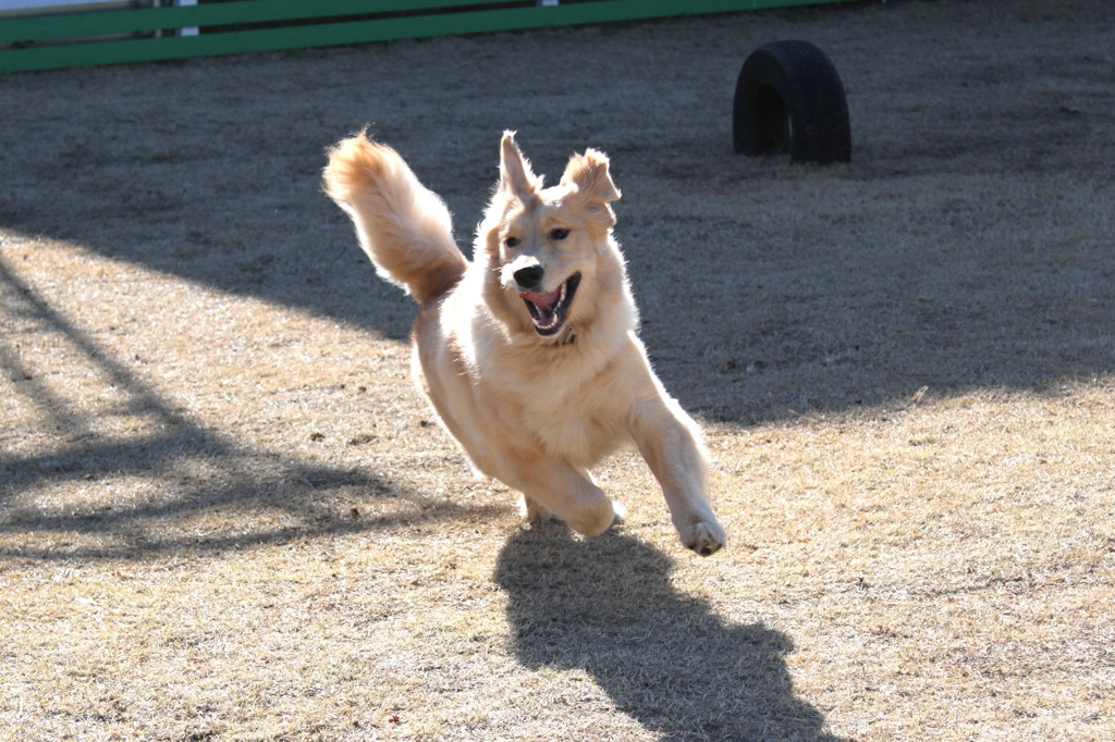 我が家の愛犬１０カ月