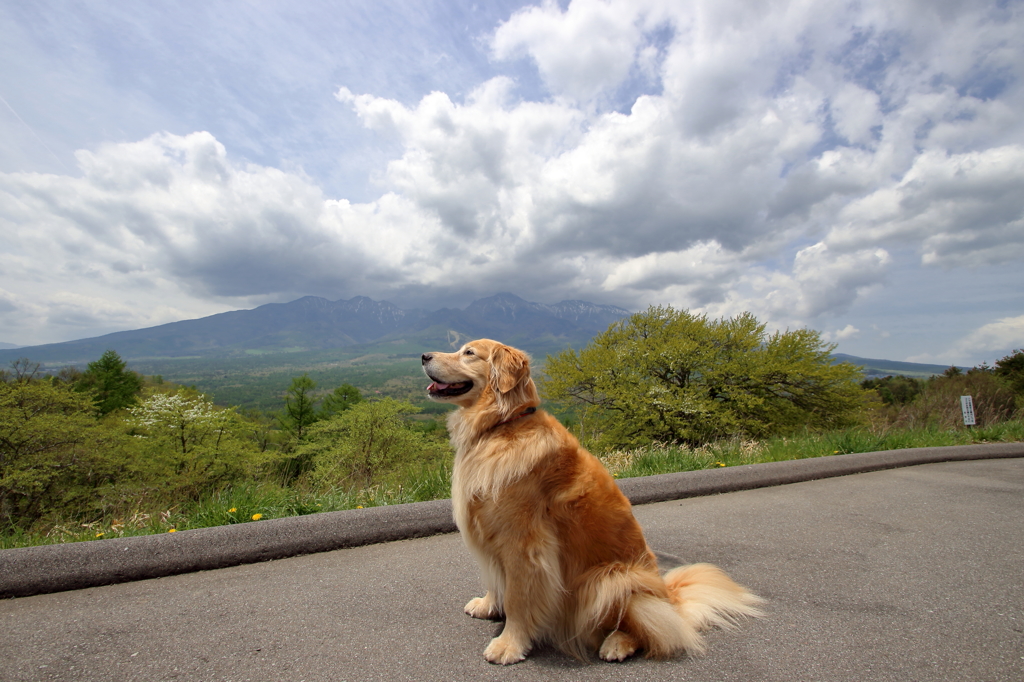 我が家の愛犬（野辺山・平沢峠）