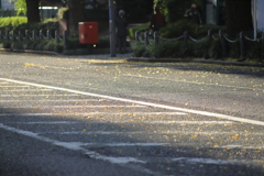 路面と銀杏の葉