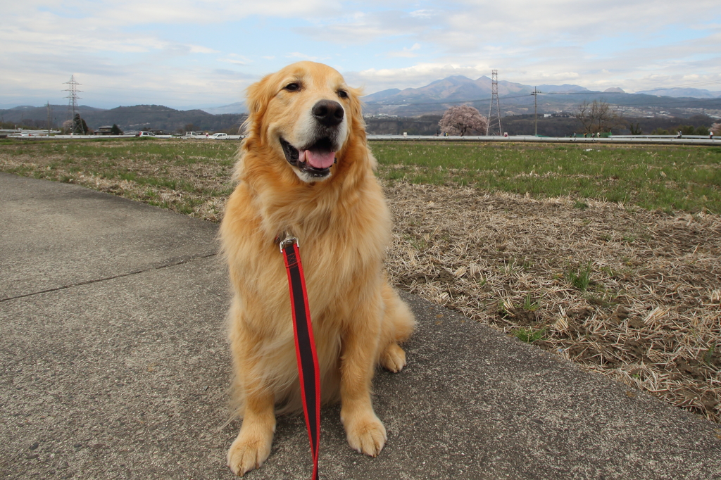 我が家の愛犬（５歳２ヶ月）