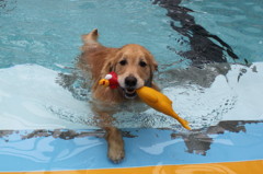 我が家の愛犬・４歳２ヶ月