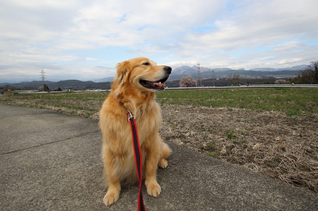 我が家の愛犬（５歳２ヶ月）