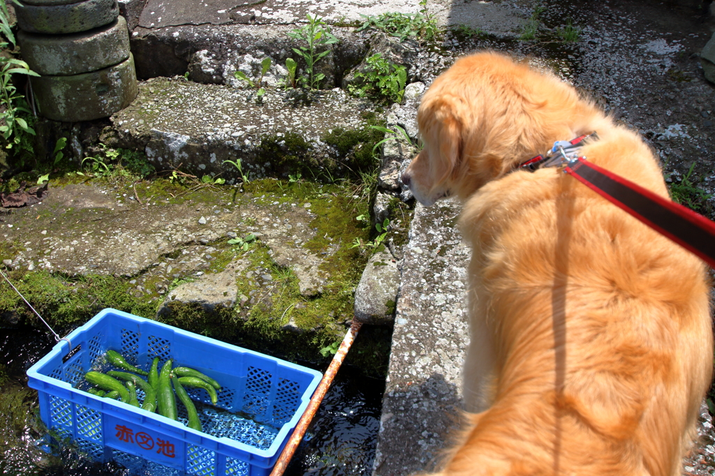 我が家の愛犬（美味しそう）