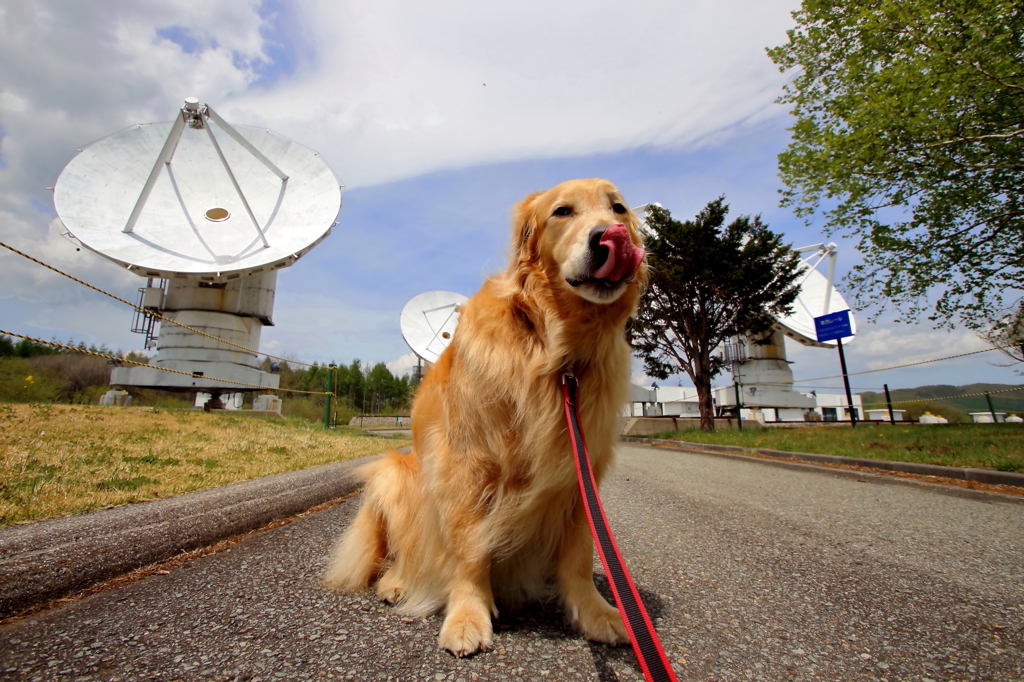 我が家の愛犬（野辺山宇宙電波観測所・修正版）