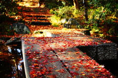 木漏れ日・・・