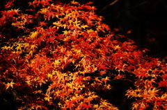 昼に撮ったけど夜もみじ