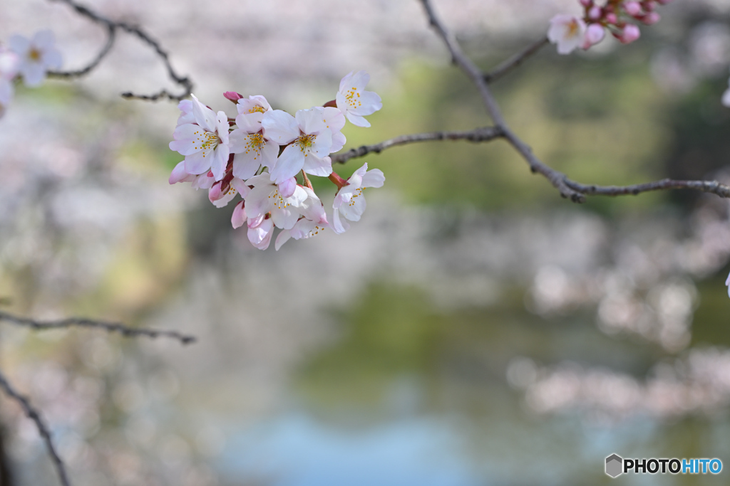 桜