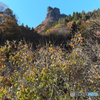 5788　柿のある風景