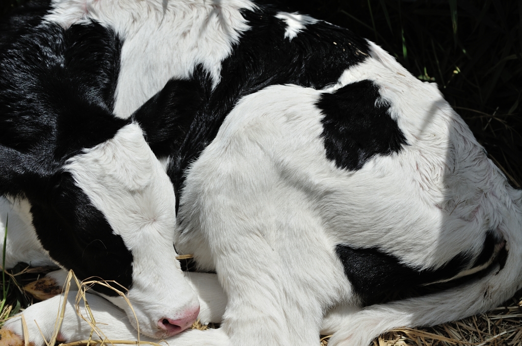 生まれ出ずる悩－牛編－