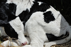 生まれ出ずる悩－牛編－