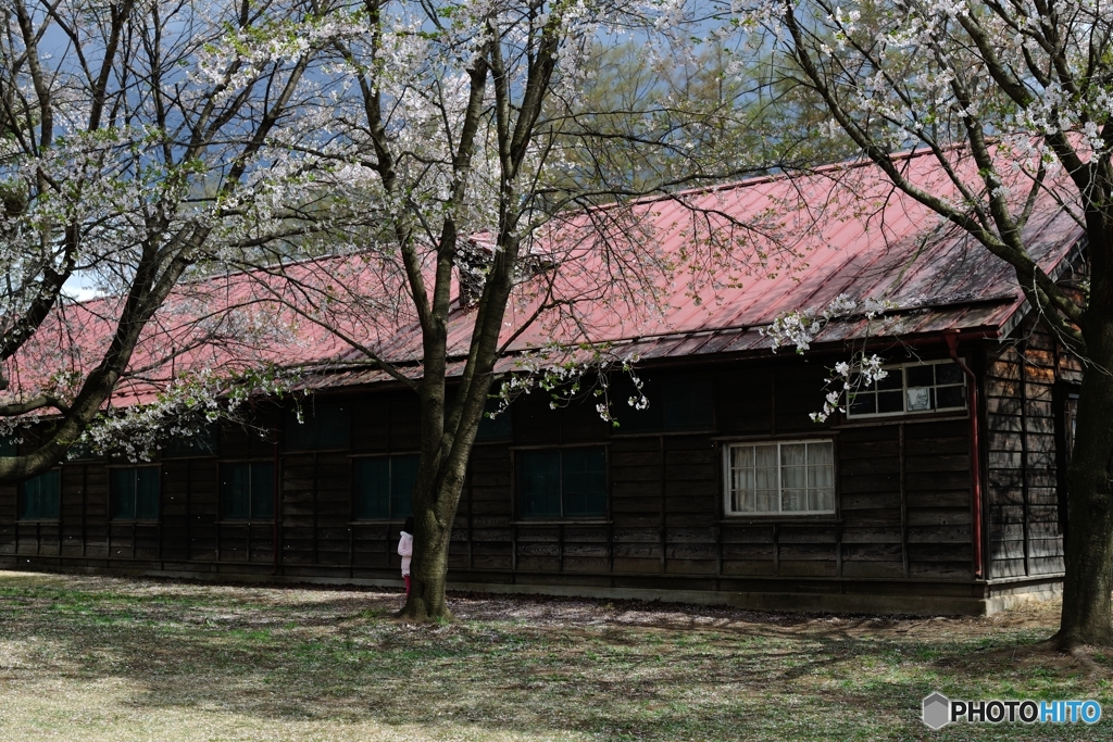 #19 遅い春の妖精