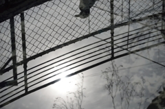 ペンギンの空 ペンギンの空