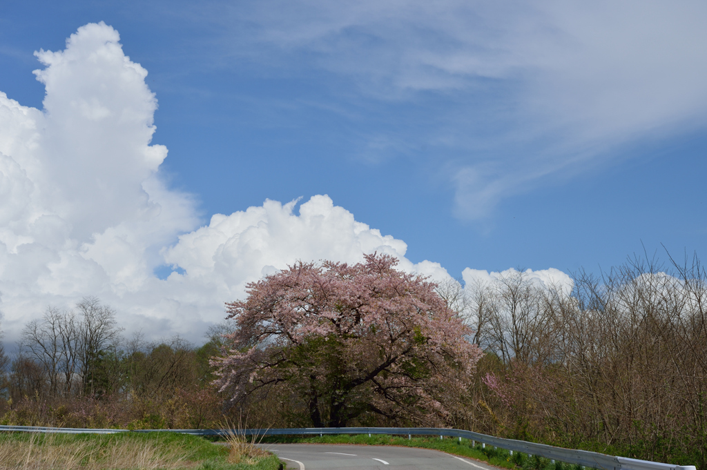 カーブの桜