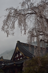 身延　ファイナルアンサー