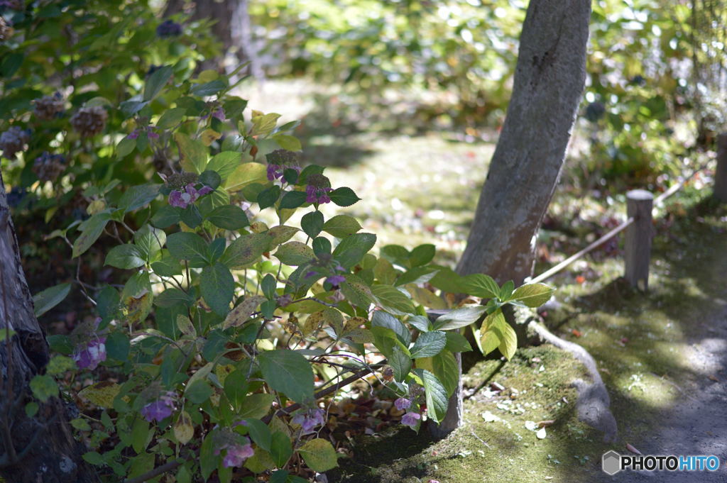 紫陽花の秋