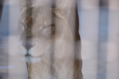 獅子の憂鬱
