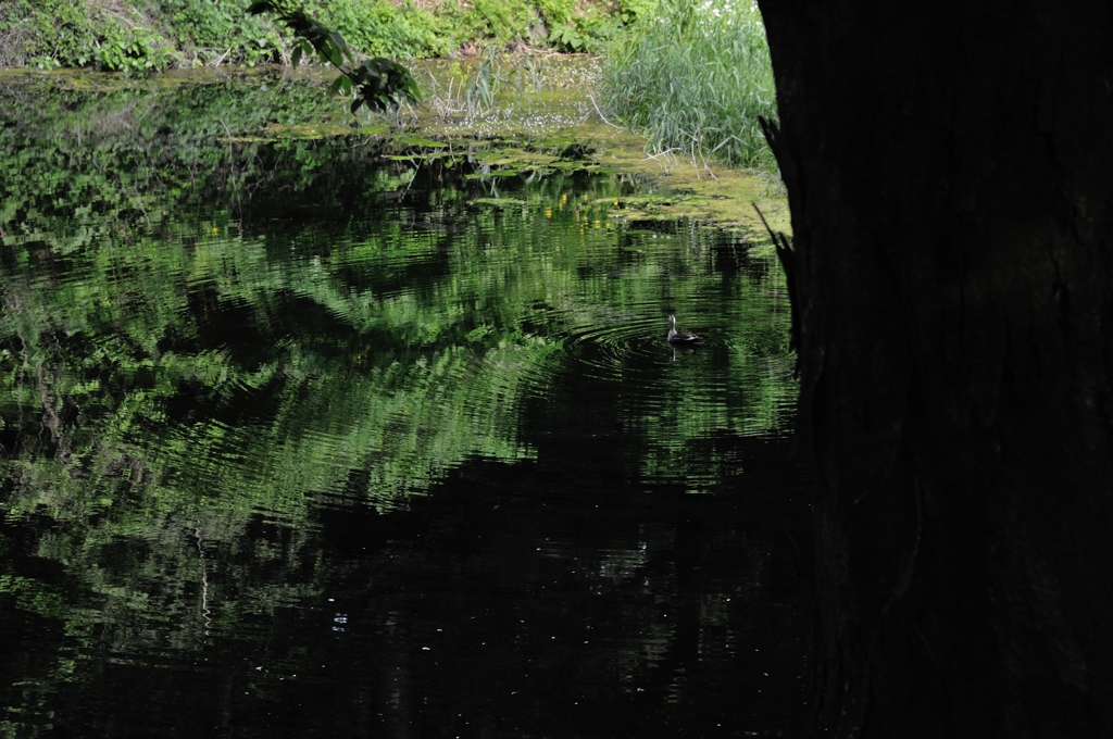 池の鴨