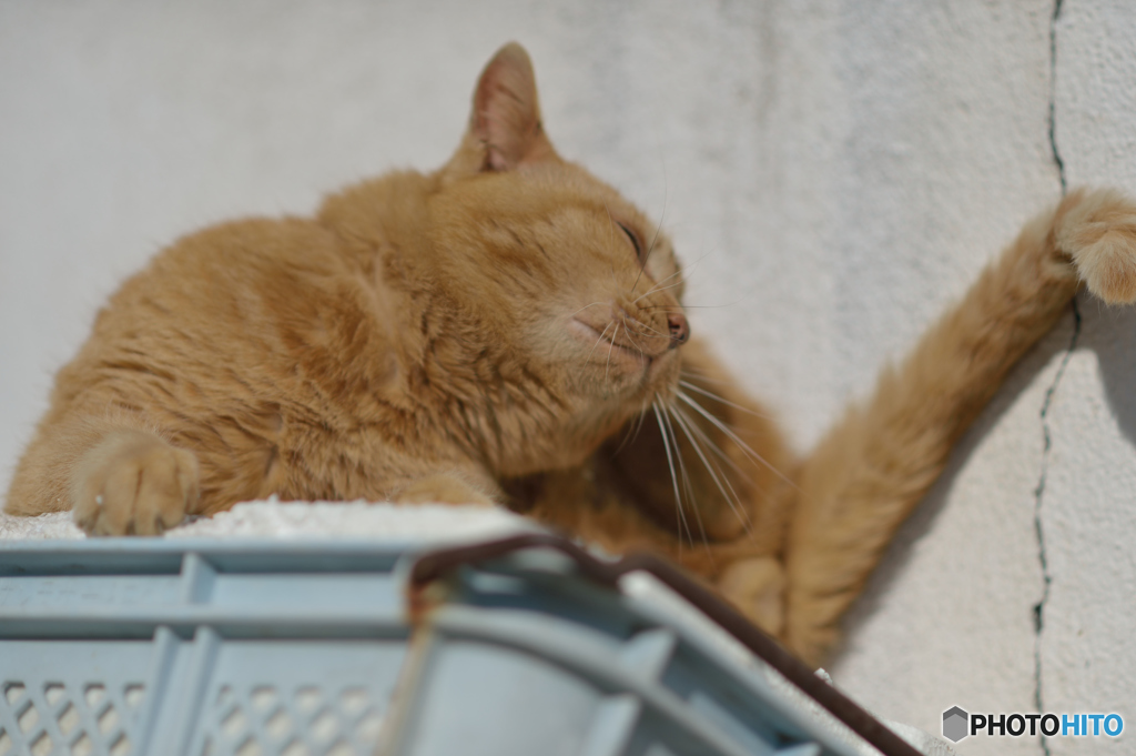 吾輩はヒトを相手にしない