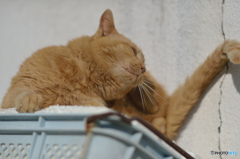 吾輩はヒトを相手にしない