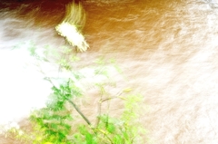 渓流に咲く　type2