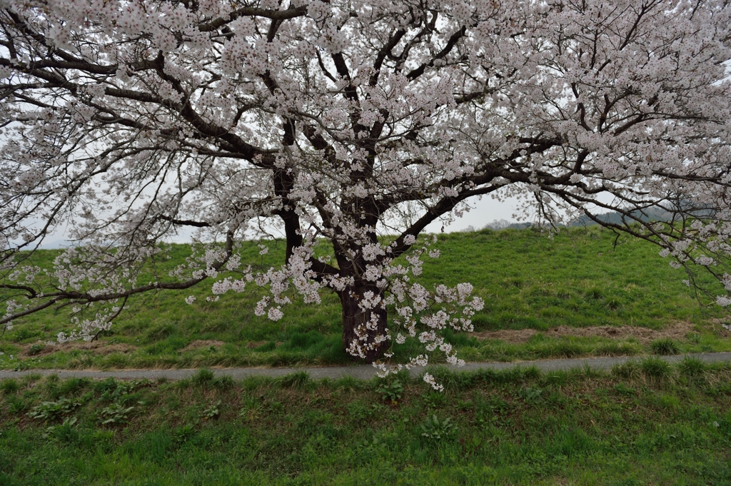 土手桜　ファイナルアンサー