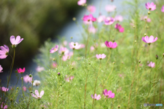 お花
