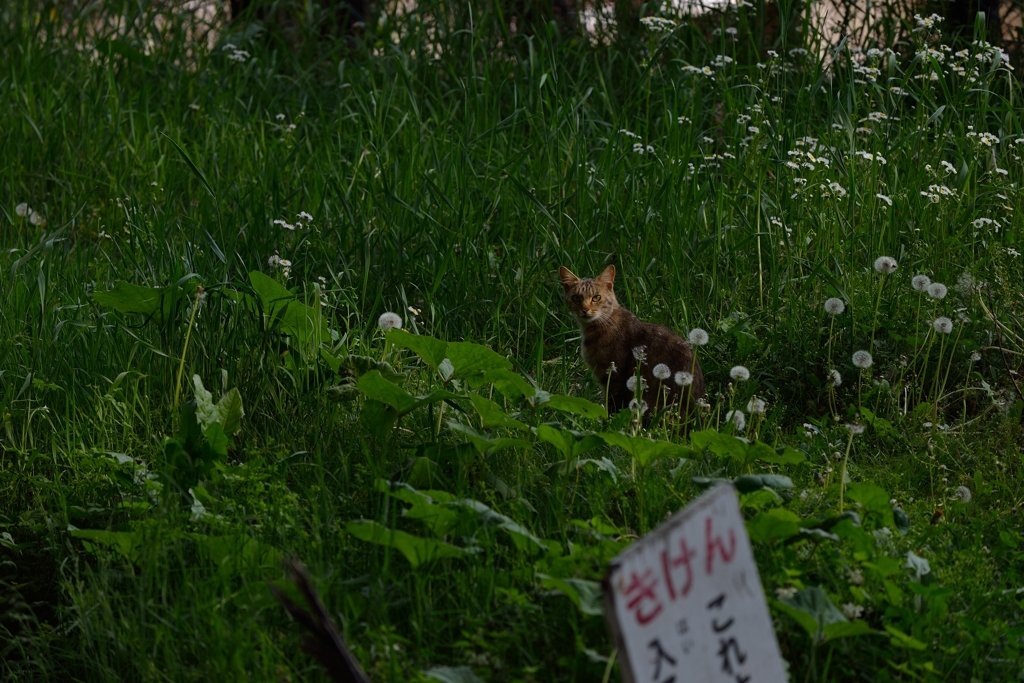 生まれ出ずる悩－猫編－