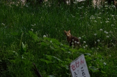 生まれ出ずる悩－猫編－