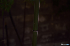 暮れの竹