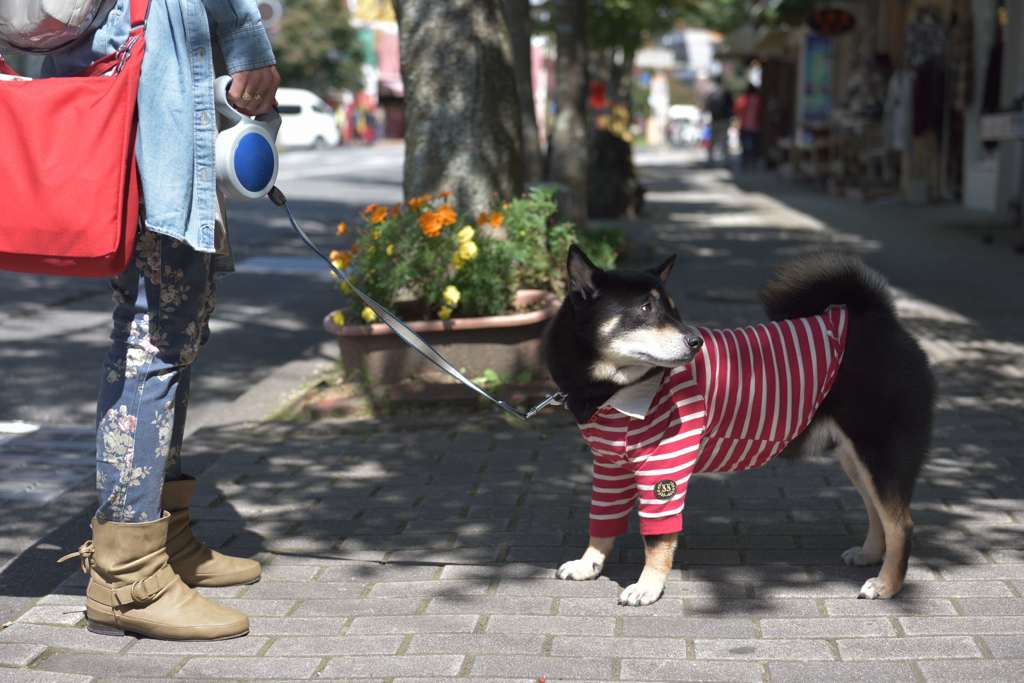 犬引くひと