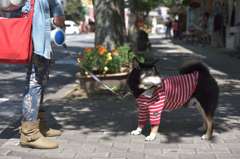 犬引くひと
