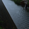 秋雨