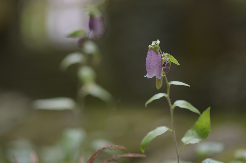 中くらいな大きさの花