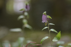 中くらいな大きさの花
