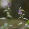 中くらいな大きさの花