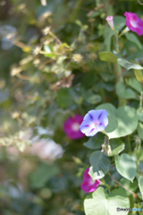 アサガオ・・？