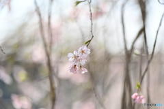 平成の桜