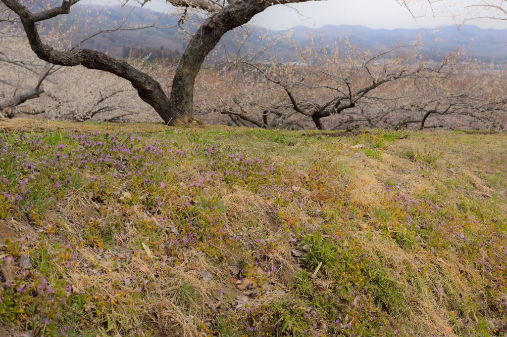 春の土手　-錯覚の女子カメラ-