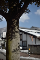 木