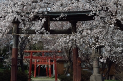 加増神社　参道　　
