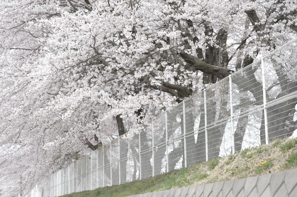 波頭桜
